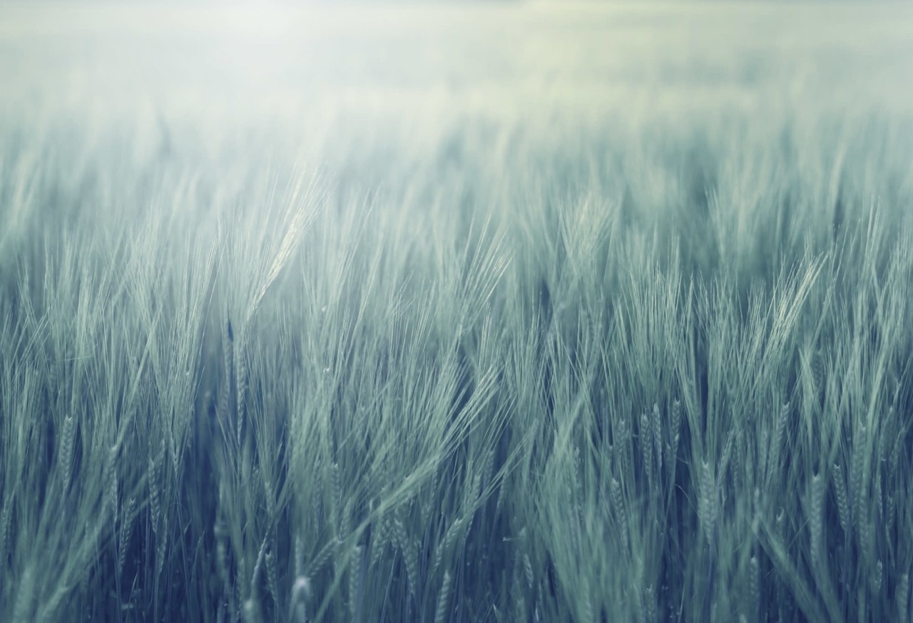 Fototapet, Rye Field, Turquoise, Rebel Walls - 2