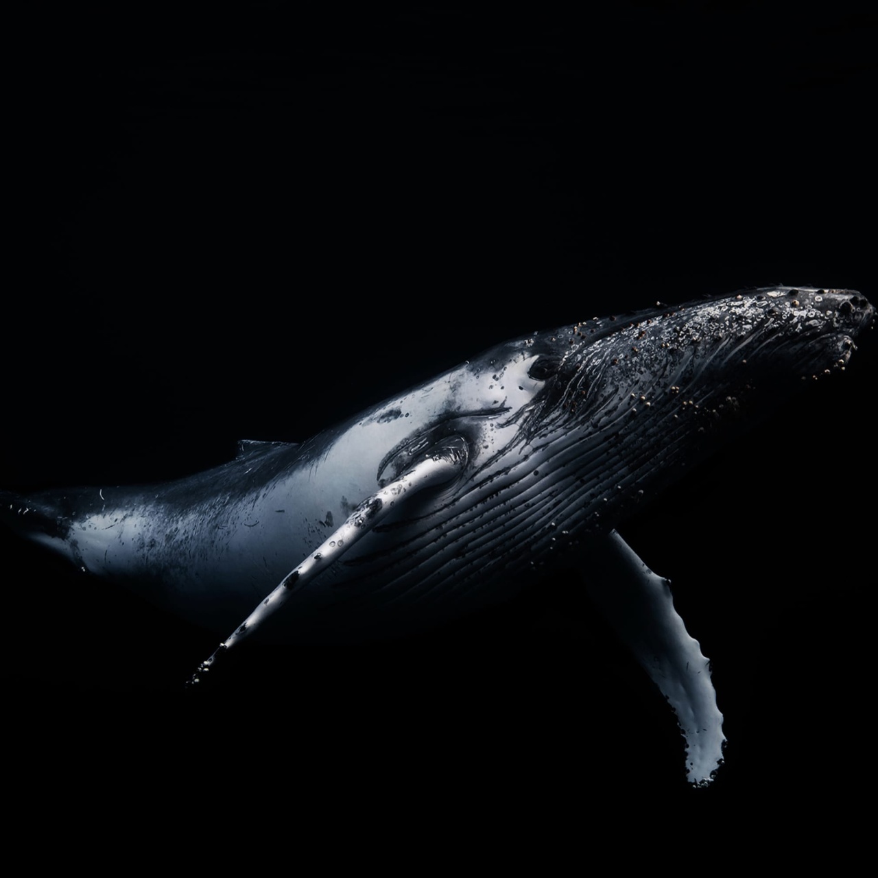 Fototapet, Black Whale, Rebel Walls - 2