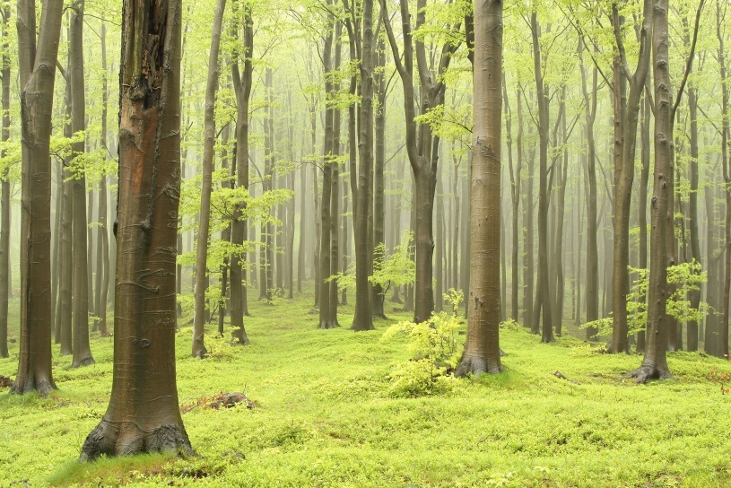 Fototapet, Deciduous Forest, Rebel Walls - 2