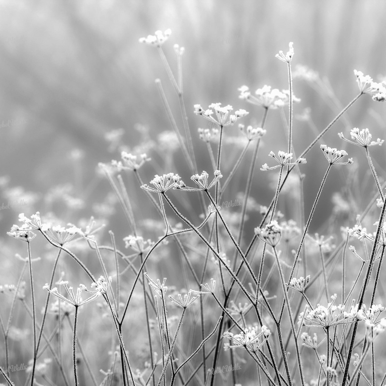 Fototapet, Frosty Straw, Rebel Walls - 2