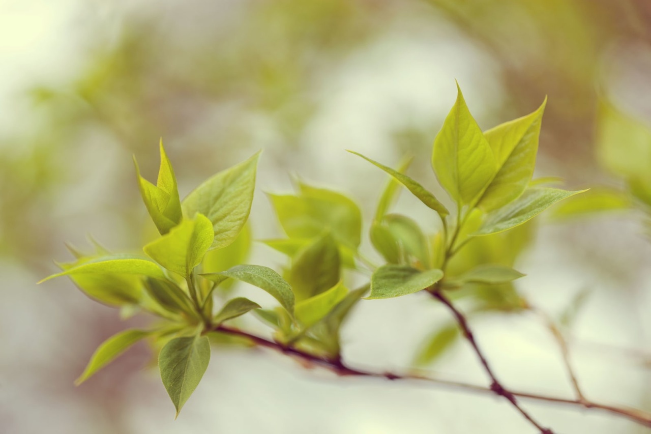 Fototapet, Green Leaves, Rebel Walls - 2