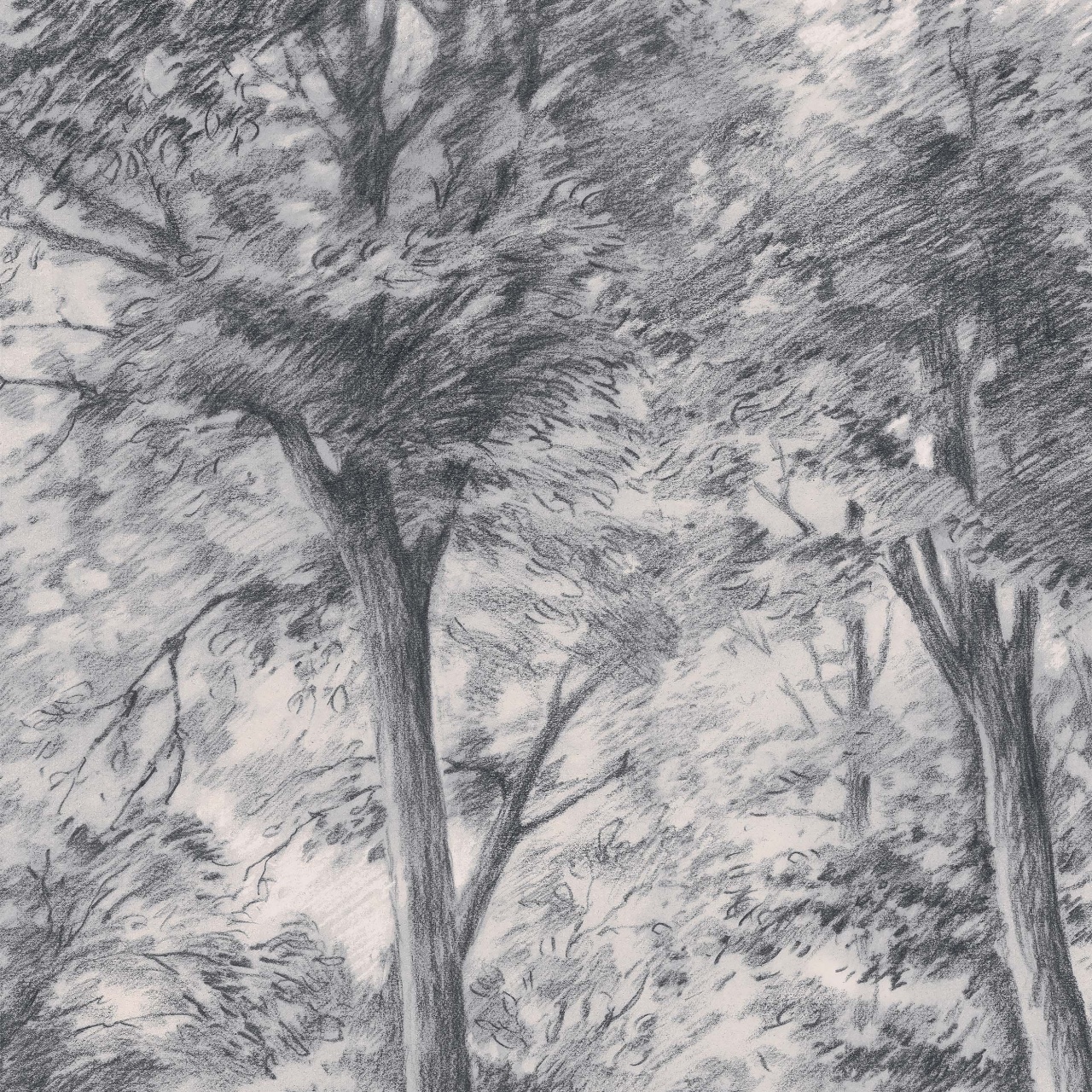 Fototapet lavabil, Sketch of Trees 9630W — imaginea 3