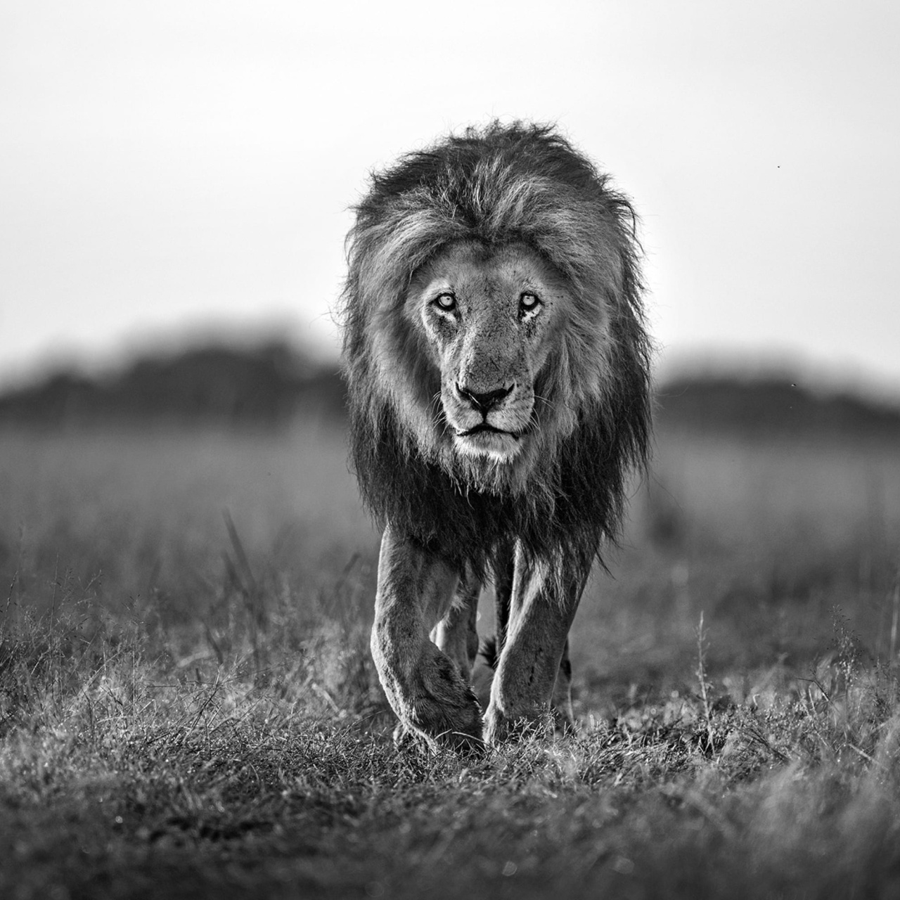 Fototapet, Lion King, Rebel Walls - 2