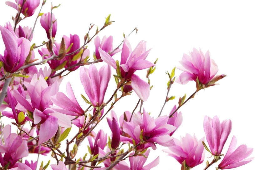 Fototapet, Magnolia, Rebel Walls - 2