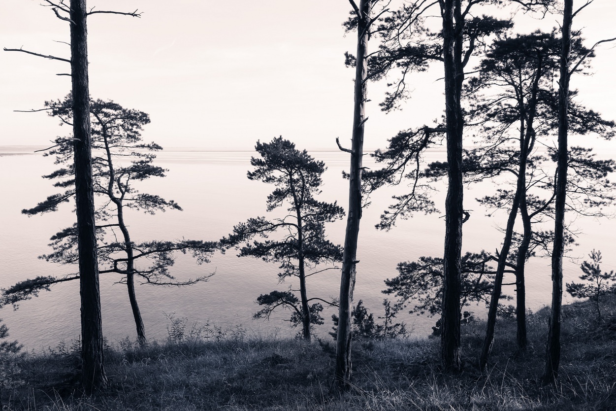 Fototapet, Old Pine Trees, Rebel Walls - 2
