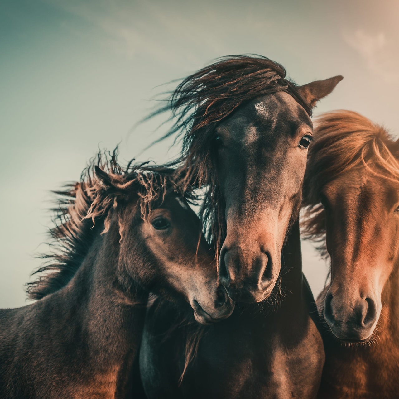 Fototapet, Three Horses, Rebel Walls - 2