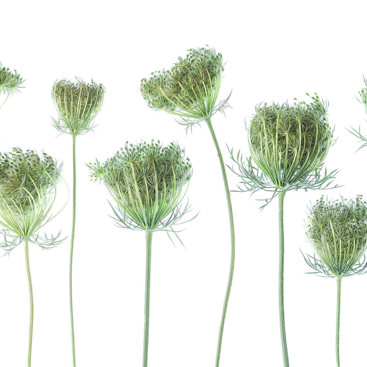Fototapet, Wild Carrot, Rebel Walls - 2