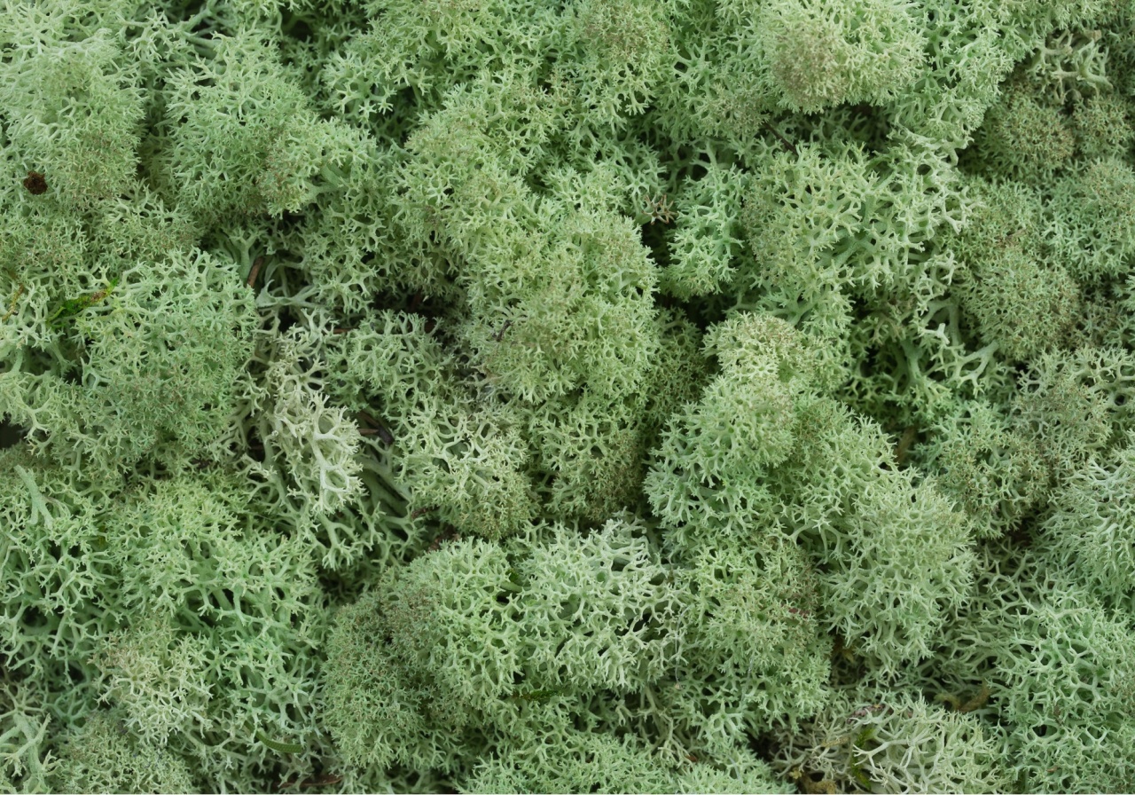 Panou decorativ din muschi, Torvtak Icemoss Mint Green - Img 1