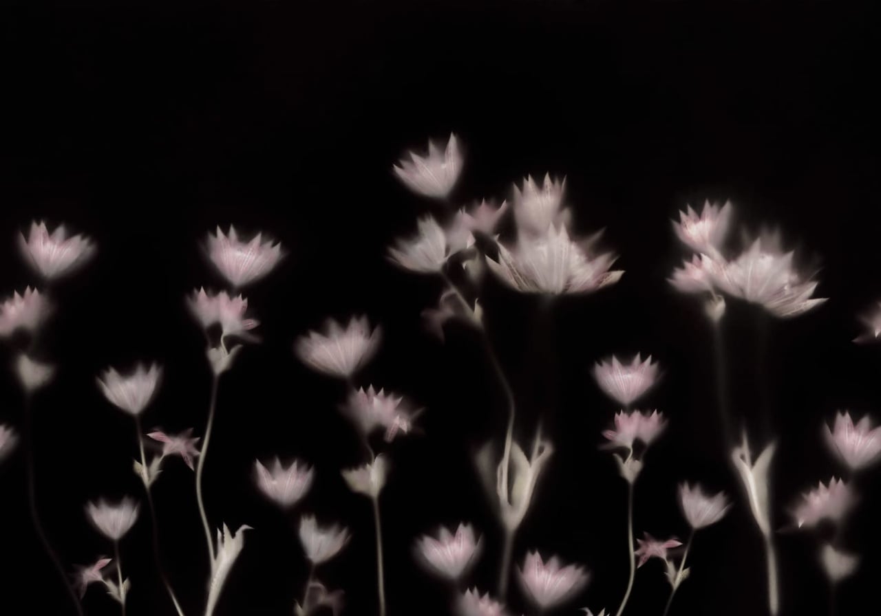 Fototapet, Astrantia, Dark, Rebel Walls - 2