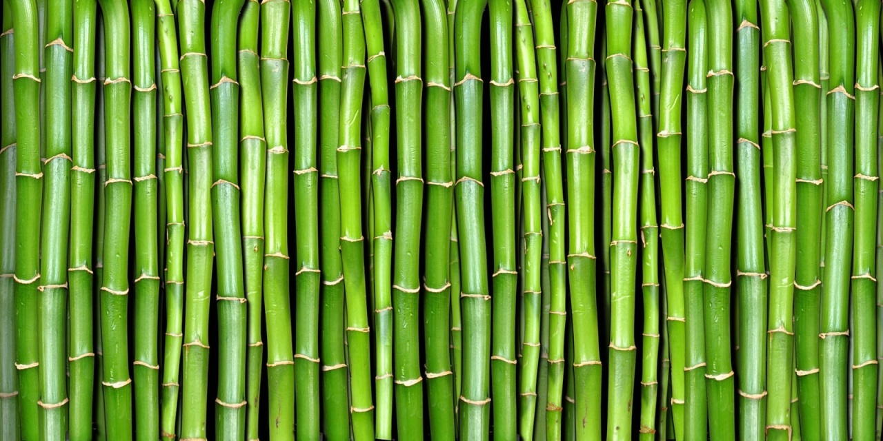 Fototapet, Bamboo, Rebel Walls - 2
