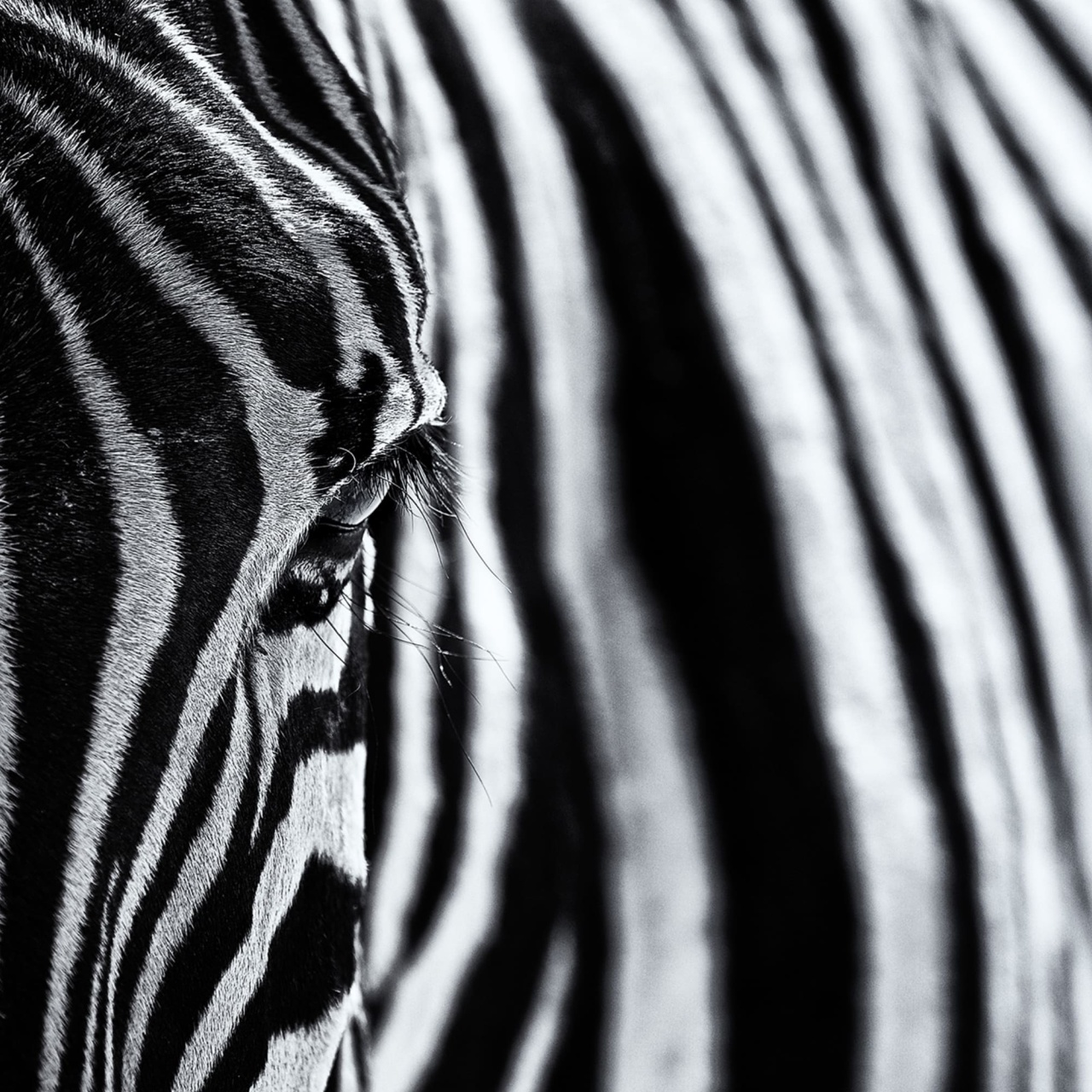 Fototapet, Close Up Zebra, Rebel Walls - 2