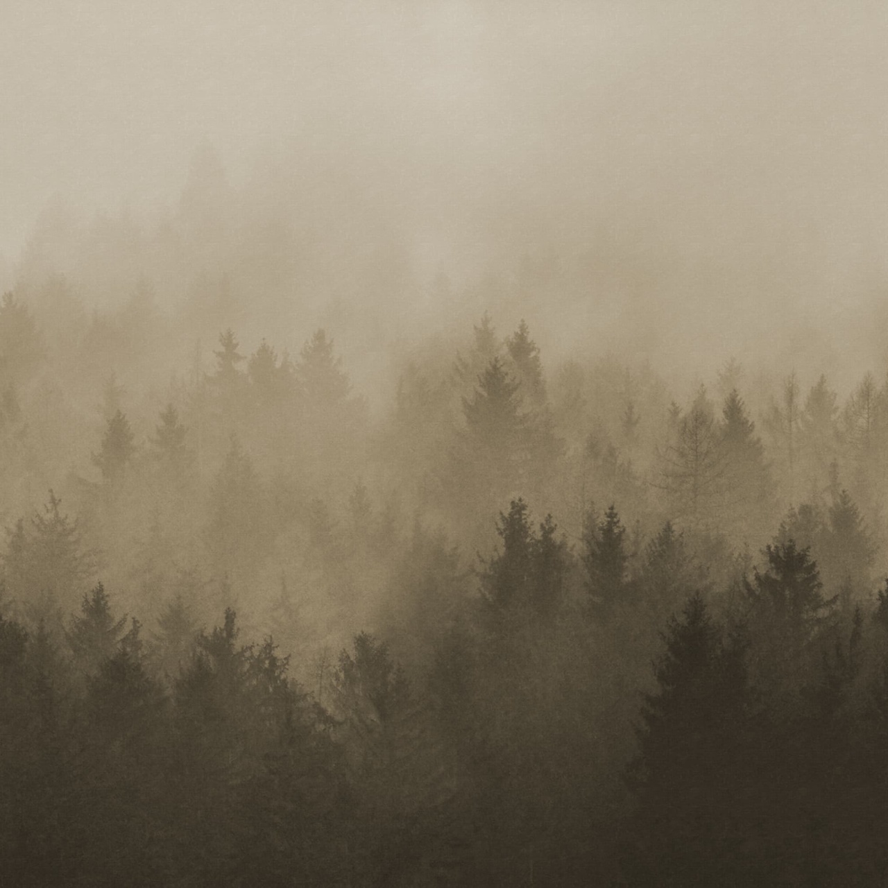 Fototapet, Cloudy Forest, Brown, Rebel Walls - 2