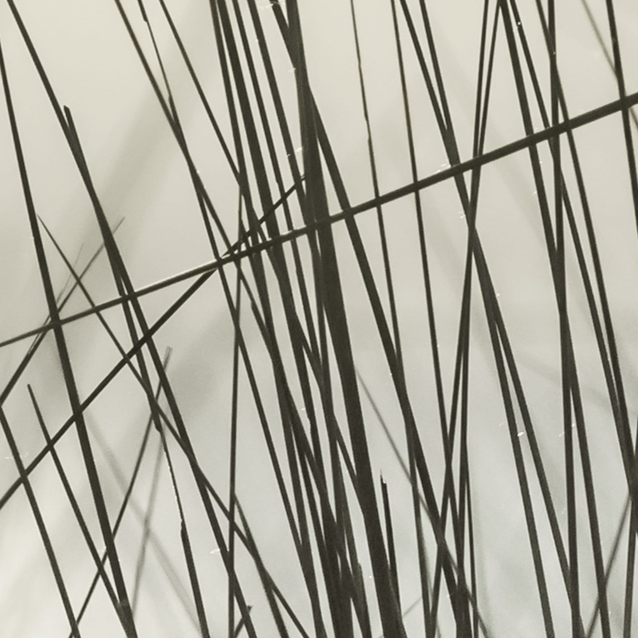 Fototapet, Coastal Reed, Rebel Walls - 3