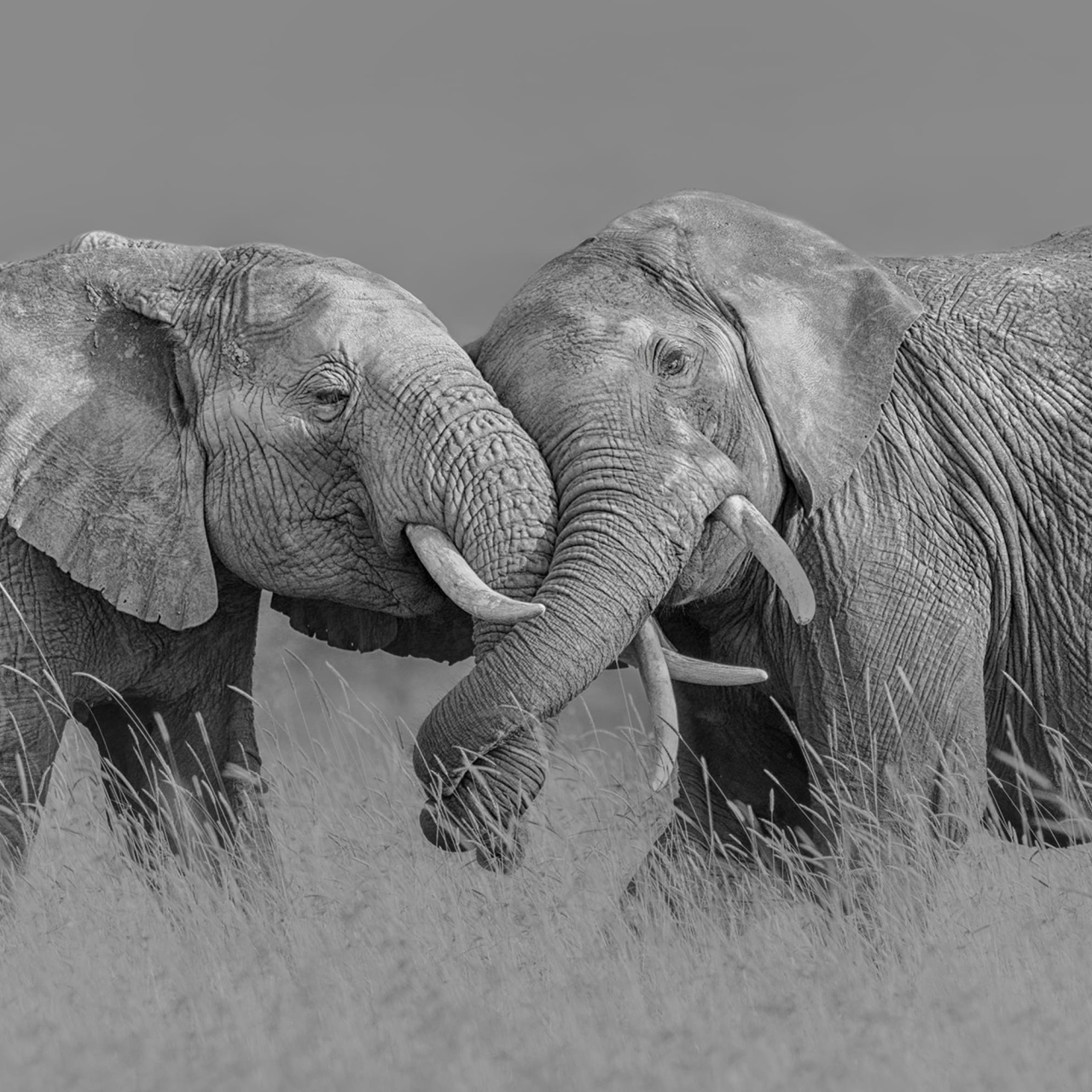 Fototapet, Elephant Hug, Rebel Walls - 2