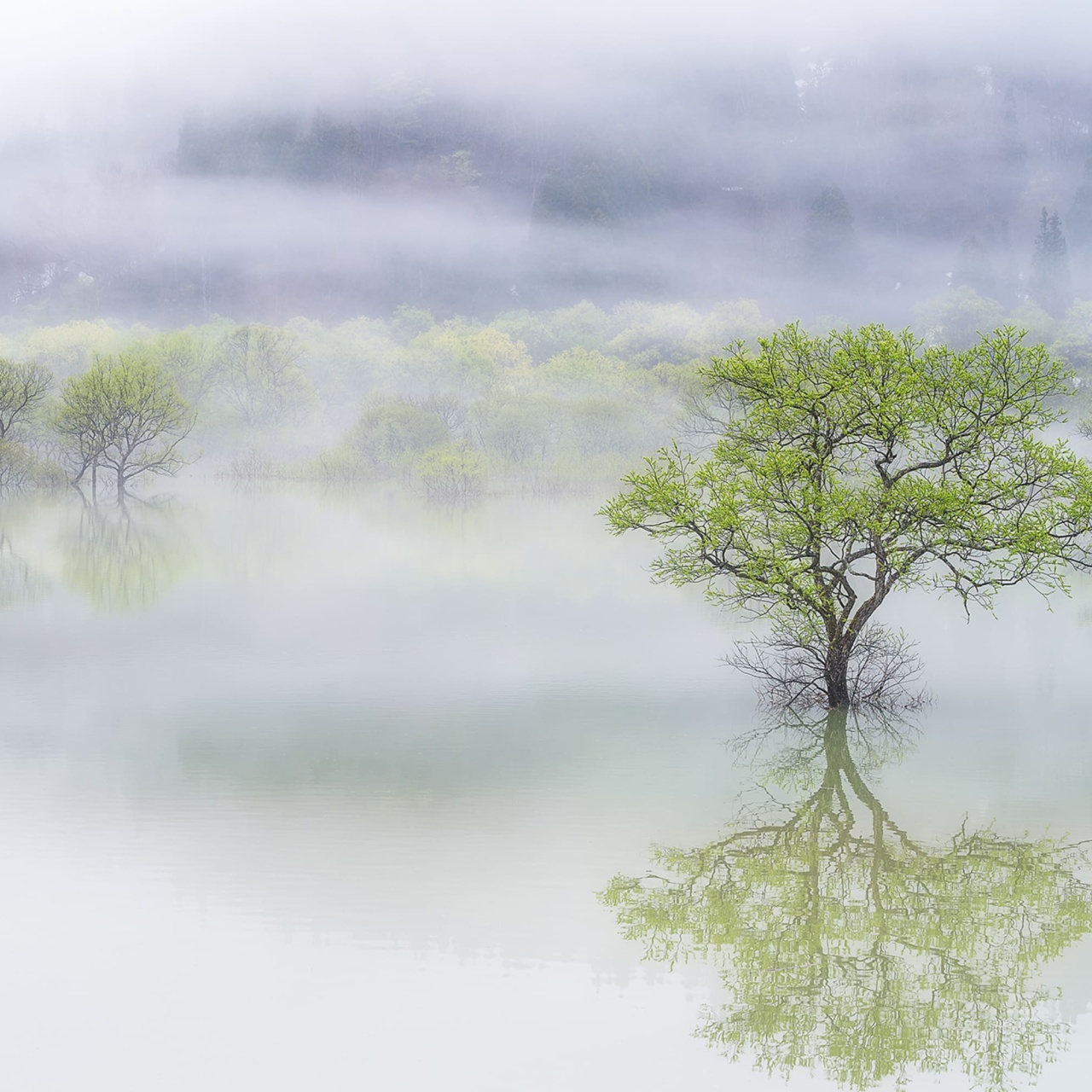 Fototapet, Misty Tree, Rebel Walls - 2