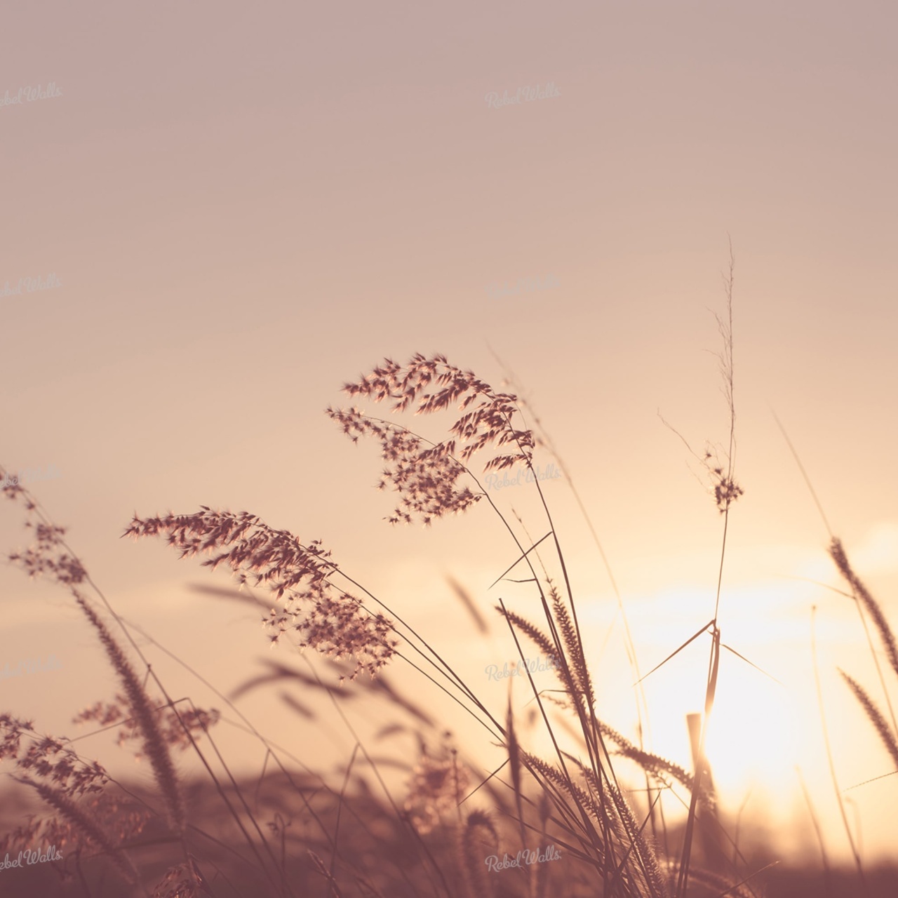 Fototapet, Pink Sunset, Rebel Walls - 2