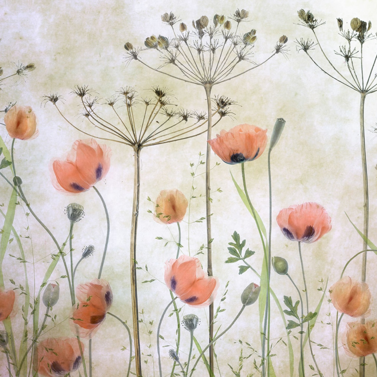 Fototapet, Poppy Meadow, Rebel Walls - 2