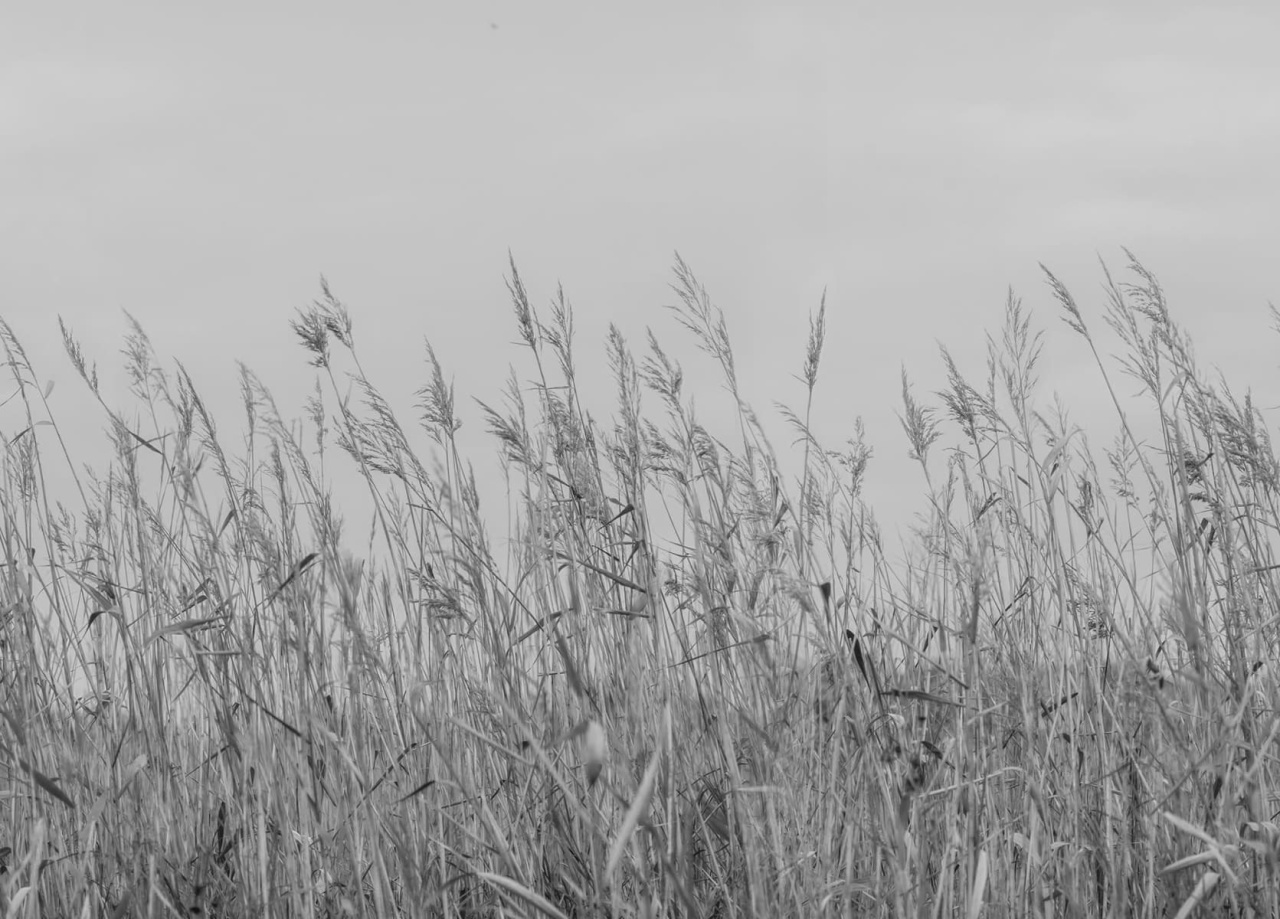Fototapet, Reed Meadow, Gray, Rebel Walls - 2