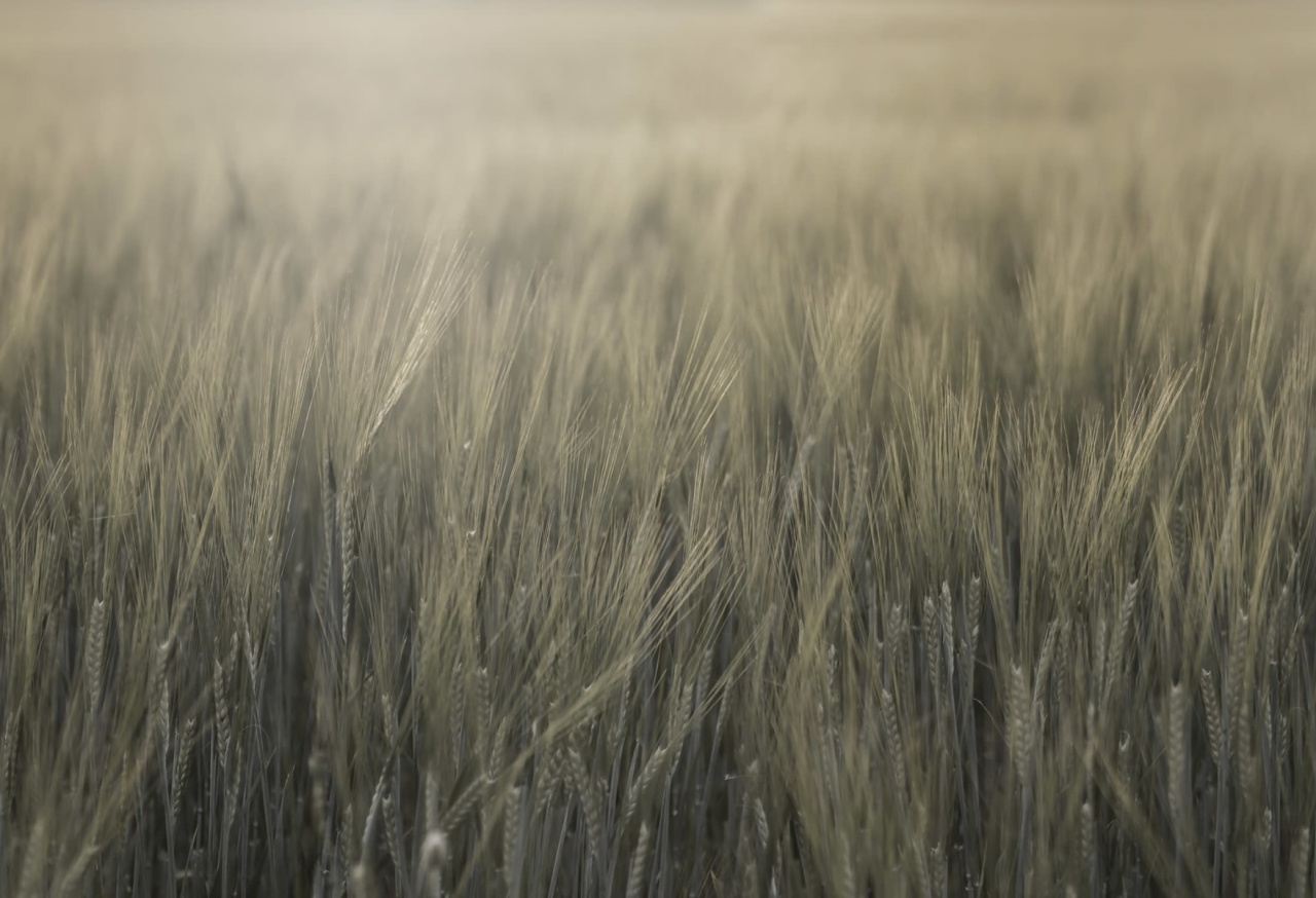 Fototapet, Rye Field, Green, Rebel Walls - 2