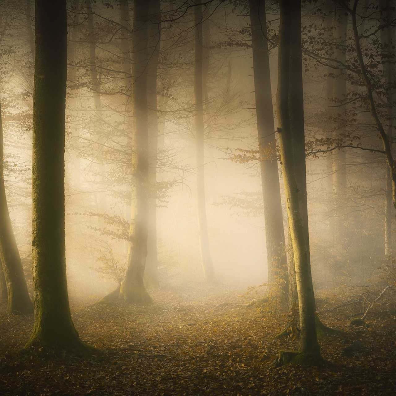 Fototapet, Secret Forest, Rebel Walls - 2