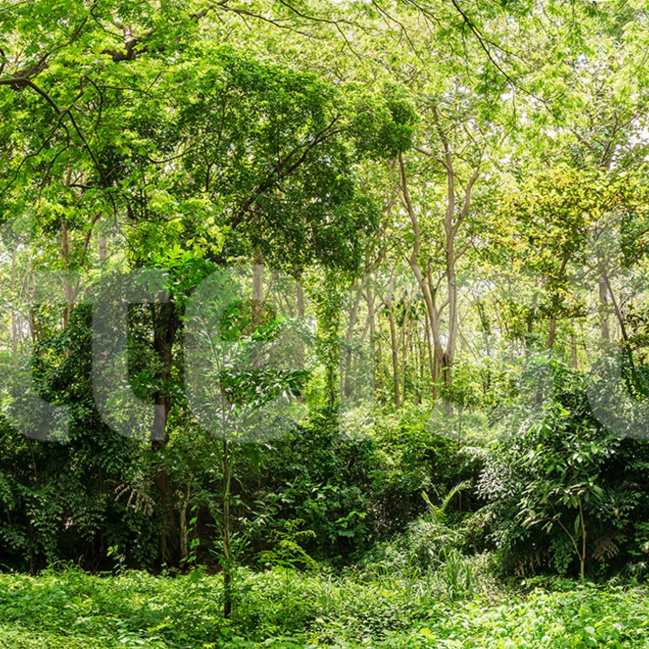 Fototapet, Summer Forest, Green, Rebel Walls - 2