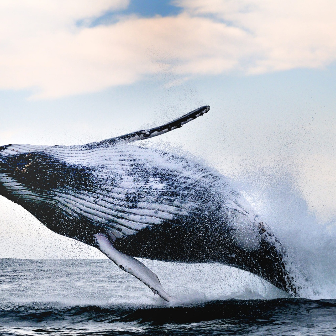 Fototapet, Whale Song, Rebel Walls - 2