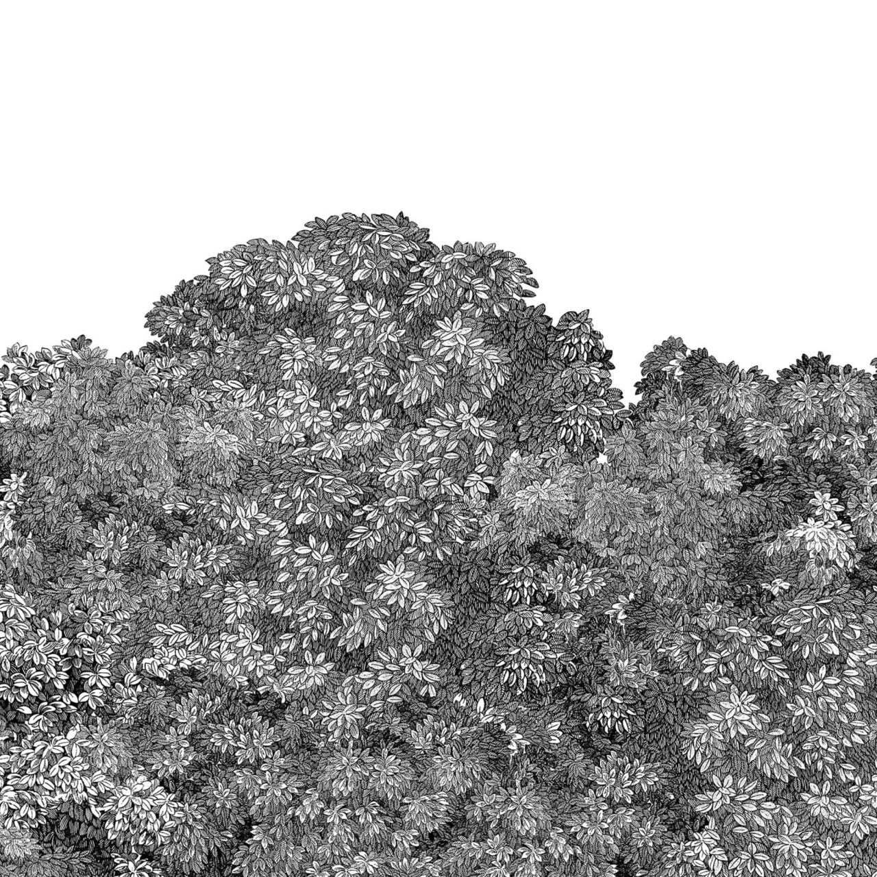 Fototapet, Belle Buisson, Black, Rebel Walls - 2