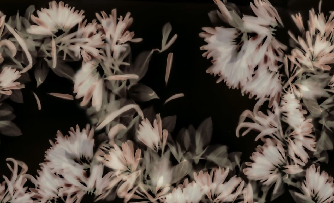 Fototapet, Blurry Honeysuckle, Dark, Rebel Walls - 2