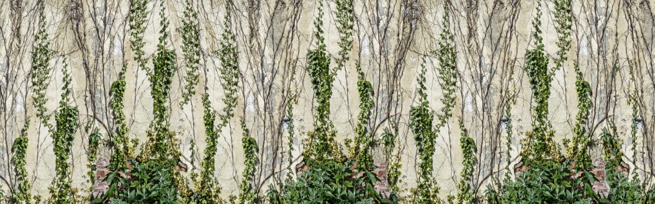Fototapet, Climbing Ivy, Rebel Walls - 2