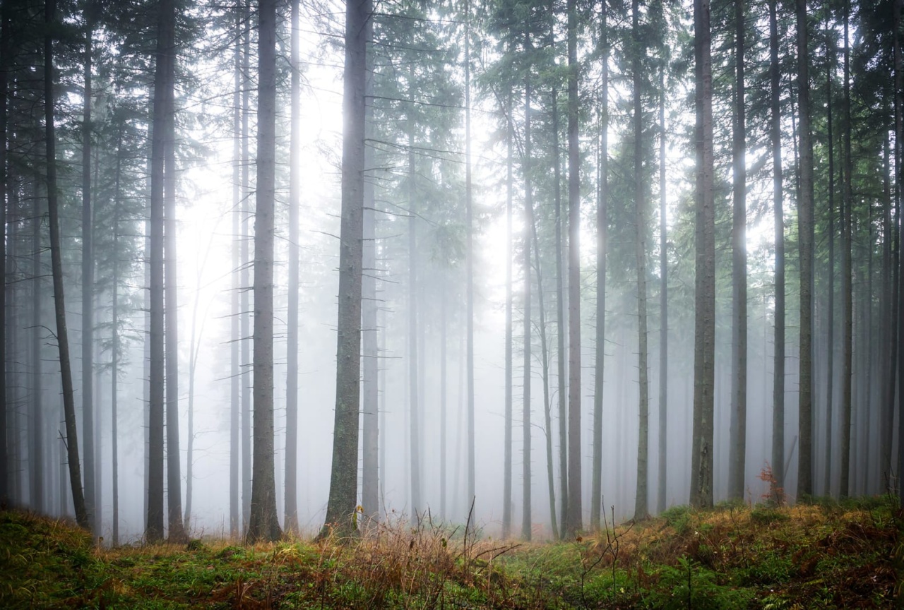 Fototapet, Forest Glade, Rebel Walls - 3