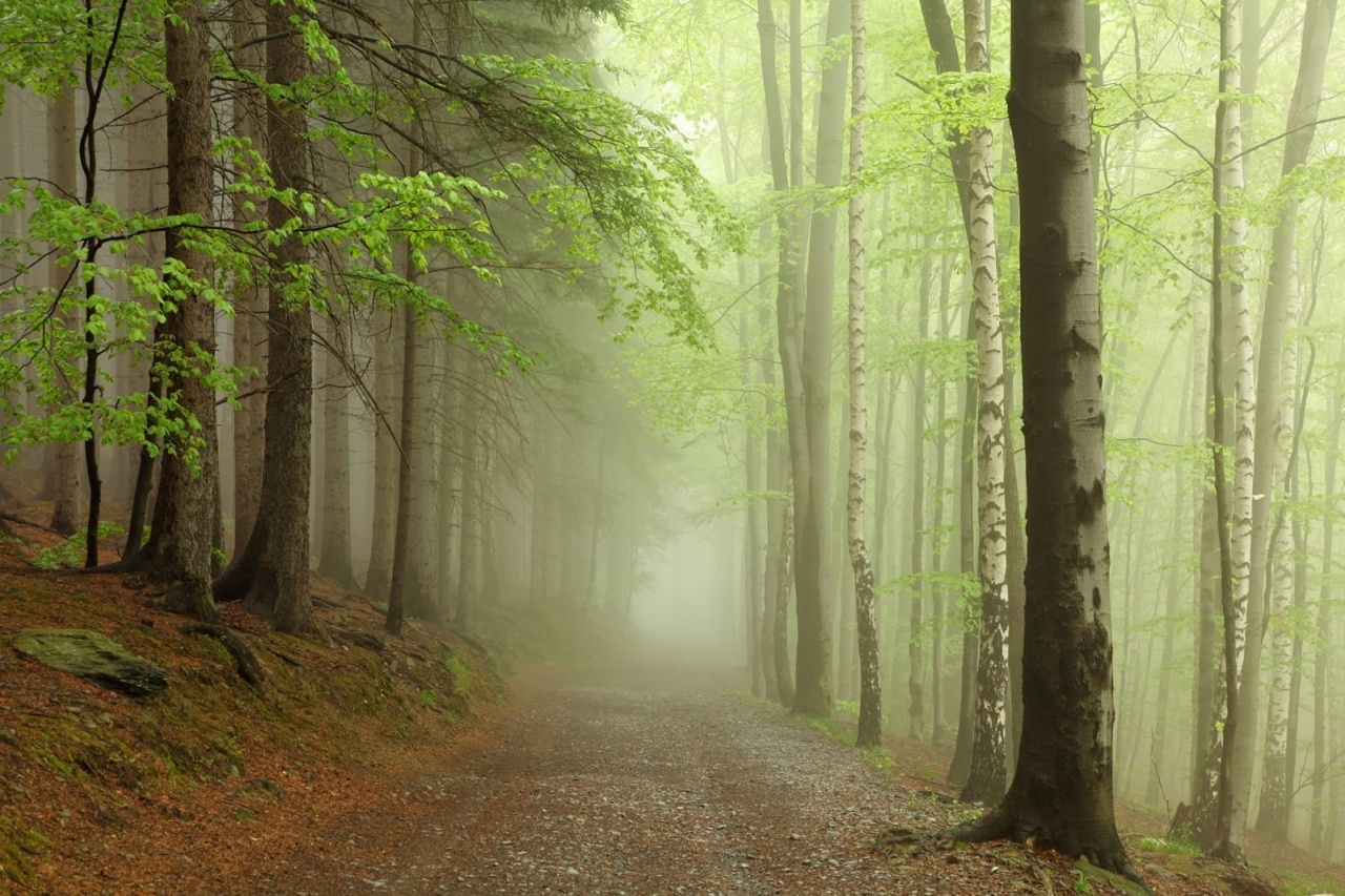 Fototapet, Forest Path, Rebel Walls - 2