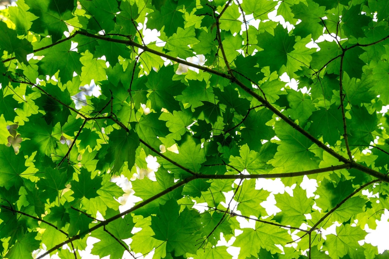 Fototapet, Maple Leaves, Rebel Walls - 2