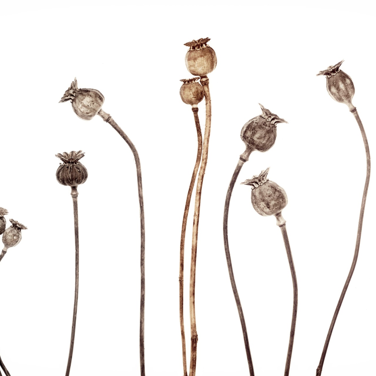 Fototapet, Poppy Capsules, Rebel Walls - 2