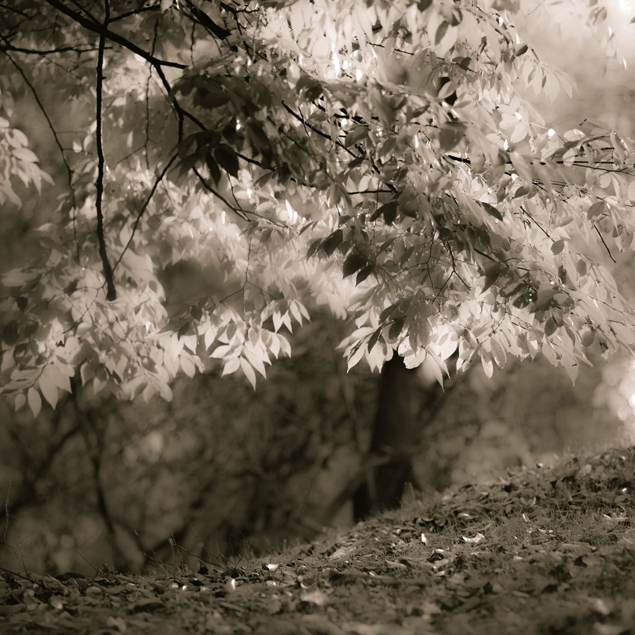 Fototapet, Sepia Leafs, Rebel Walls - 2