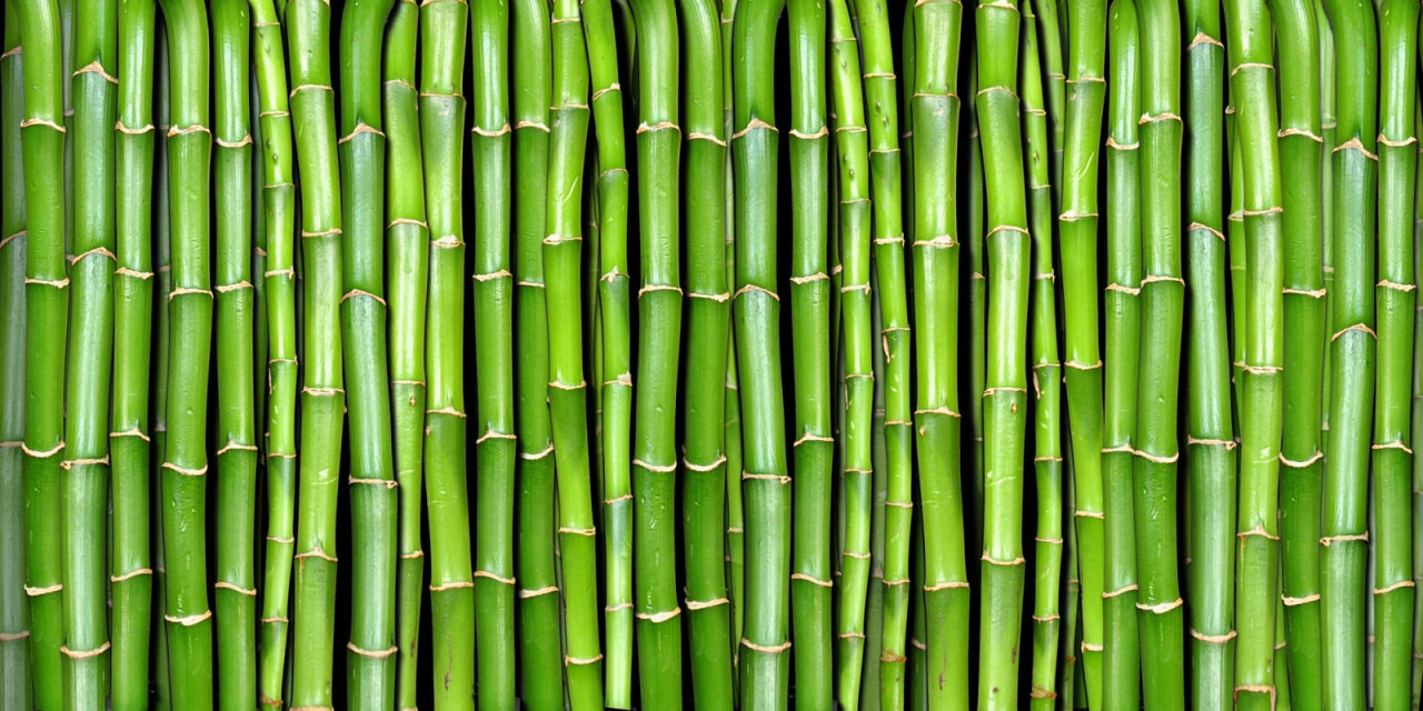 Tapet Bamboo, Rebel Walls - 1 | YEO
