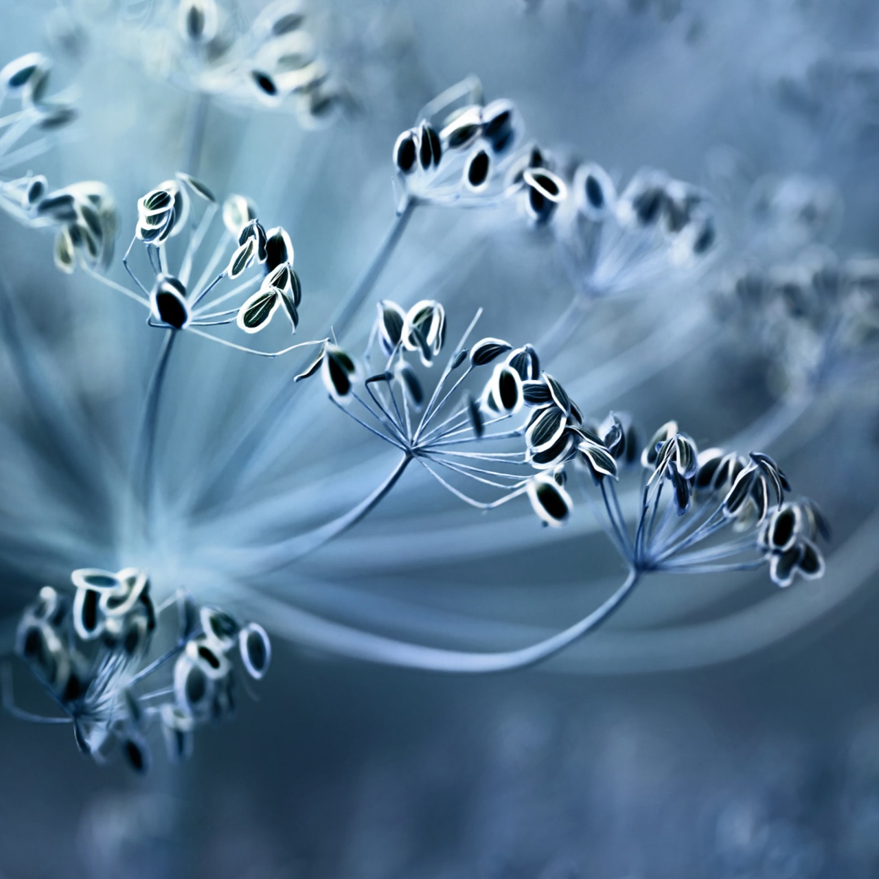 Fototapet, Blue Crown Dill, Rebel Walls - 2
