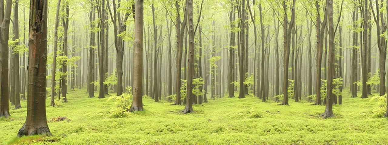 Fototapet, Deciduous Forest, Rebel Walls - 3