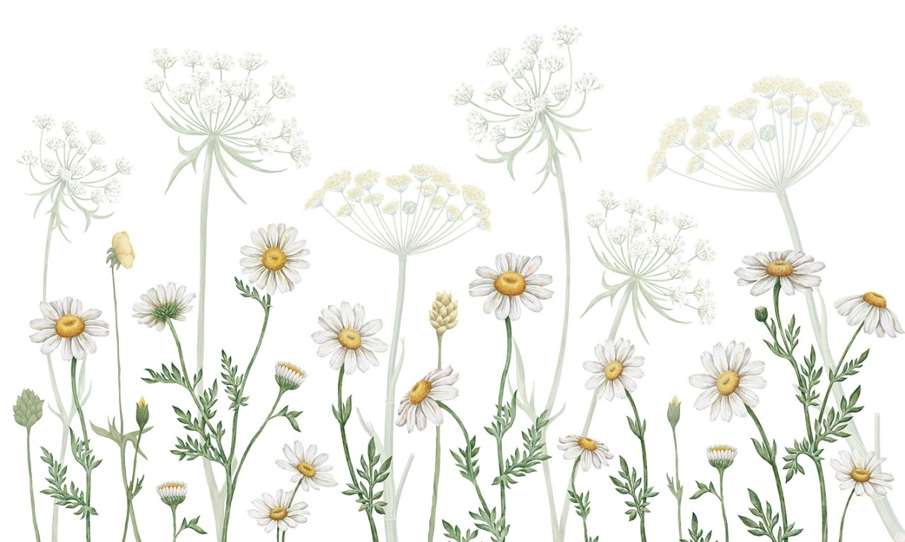 Fototapet Field of Daisies, Kikki Belle - 2
