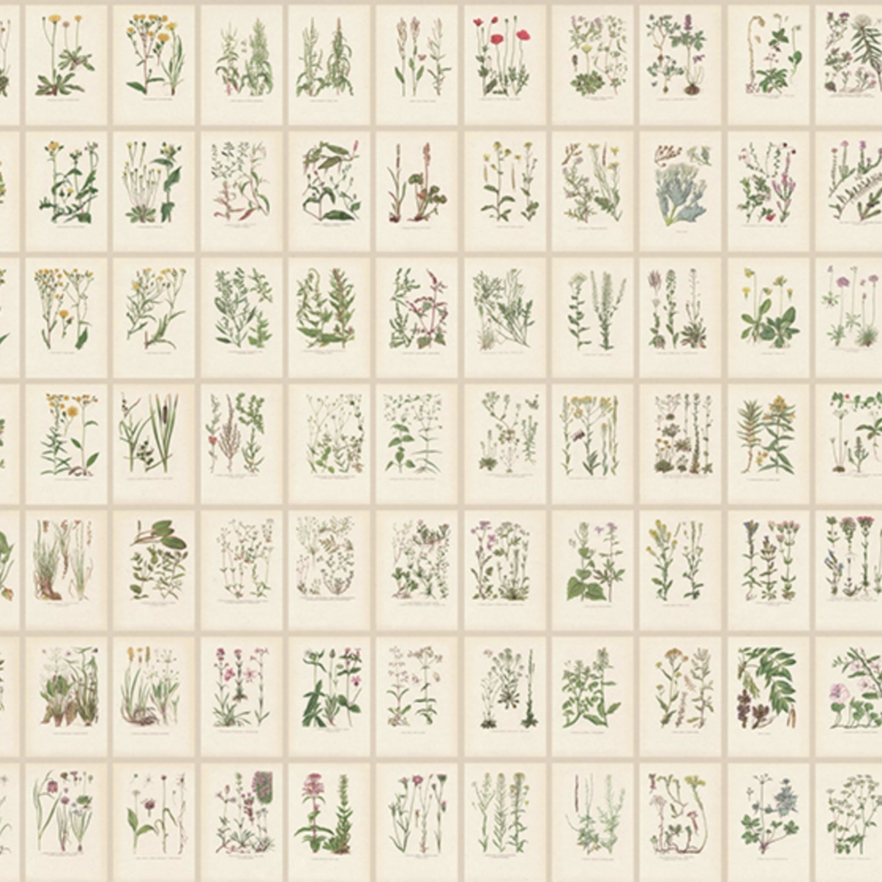 Fototapet lavabil, Botanica, Oat, Sandberg - 2
