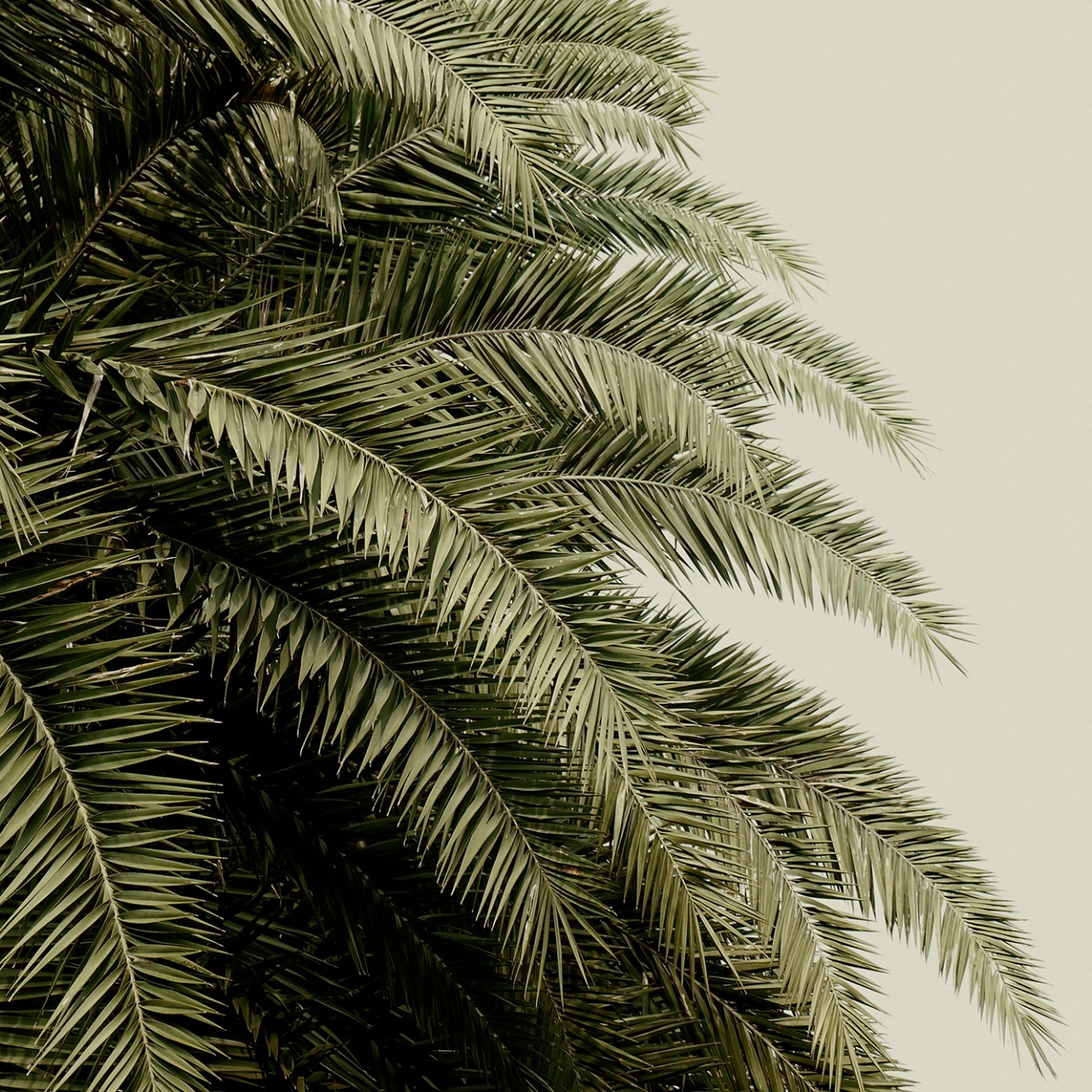 Fototapet, Leaf Love, Rebel Walls - 2