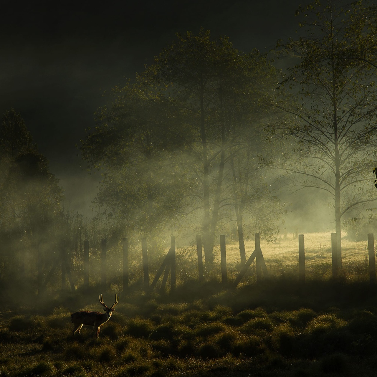 Fototapet, Oh My Deer, Rebel Walls - 2