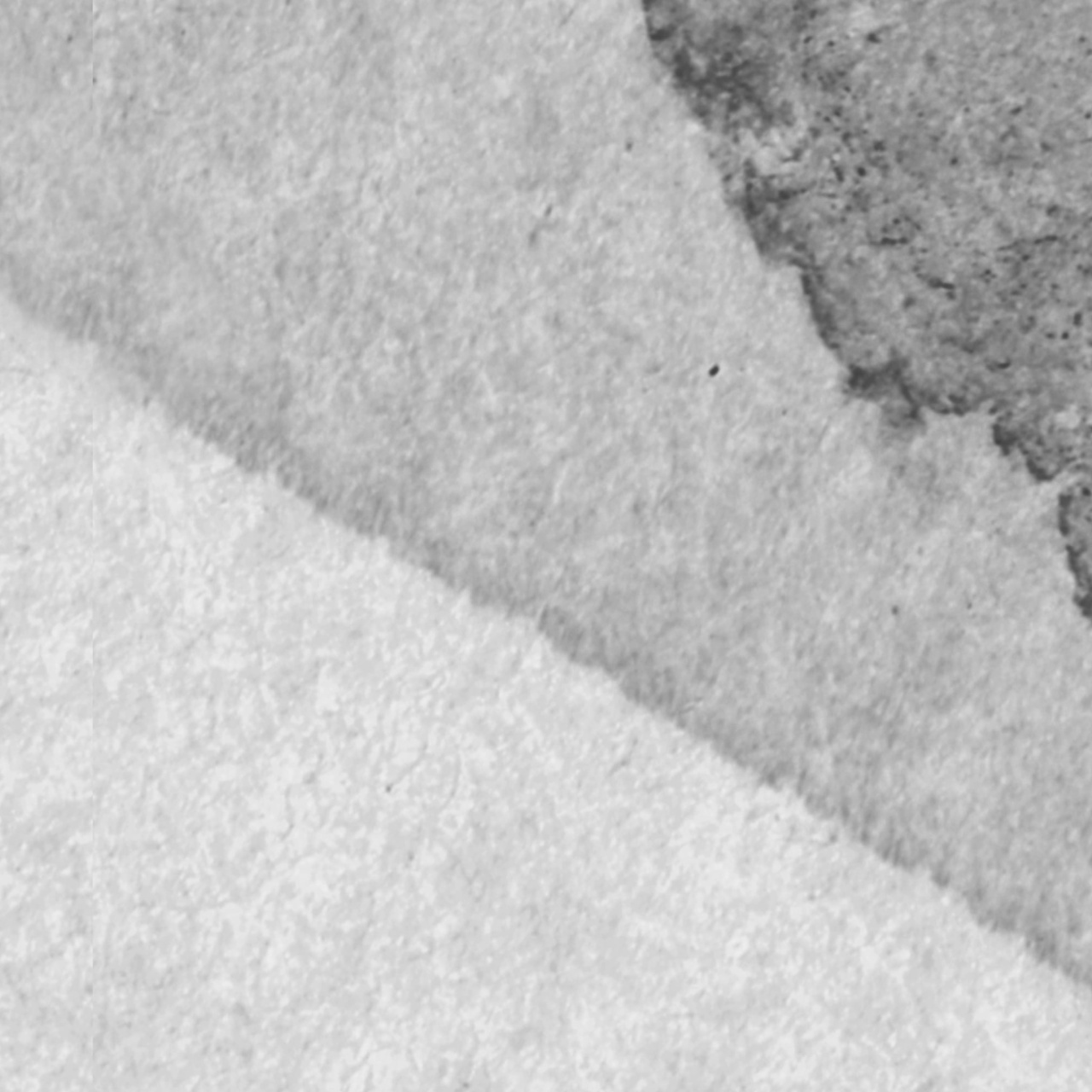 Fototapet, Petals, Graphite, Rebel Walls - 4