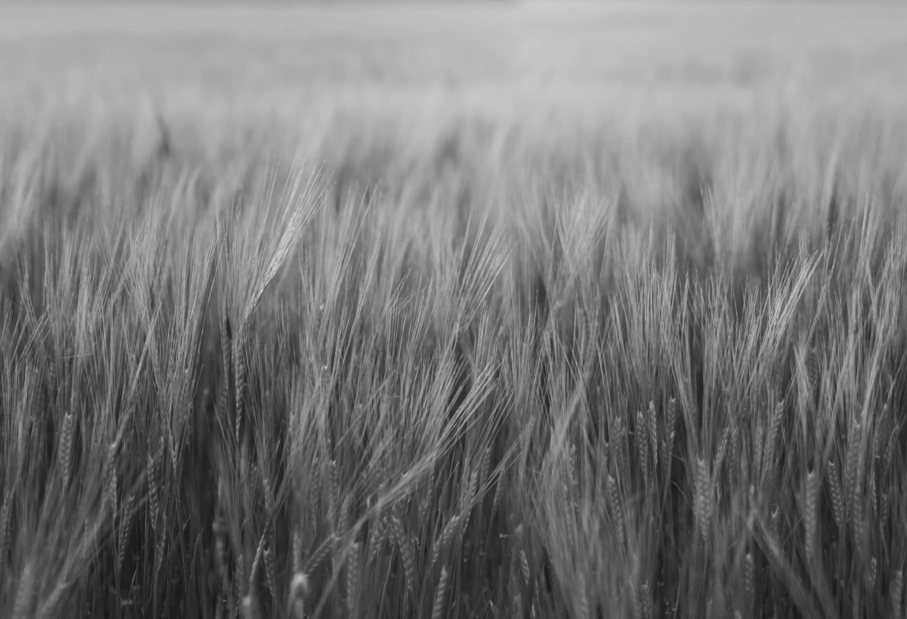 Fototapet, Rye Field, Black & White, Rebel Walls - 2