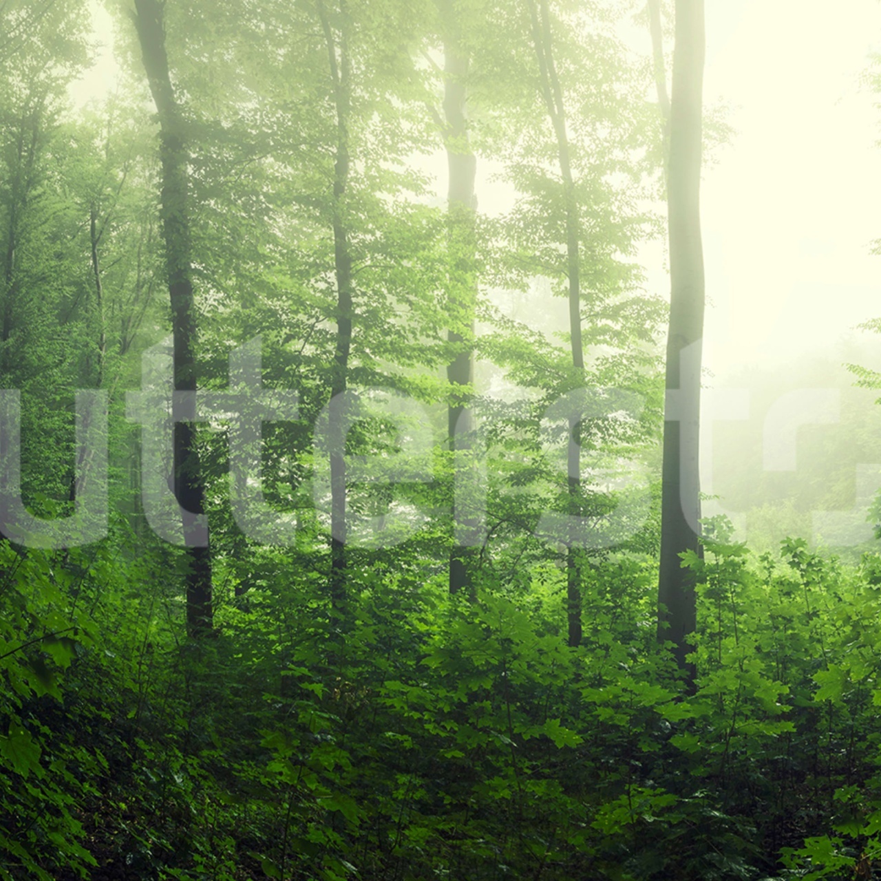 Fototapet, Serene Forest, Green, Rebel Walls - 2
