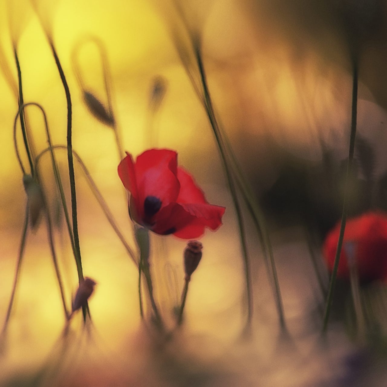 Fototapet, Soft Poppy, Rebel Walls - 2