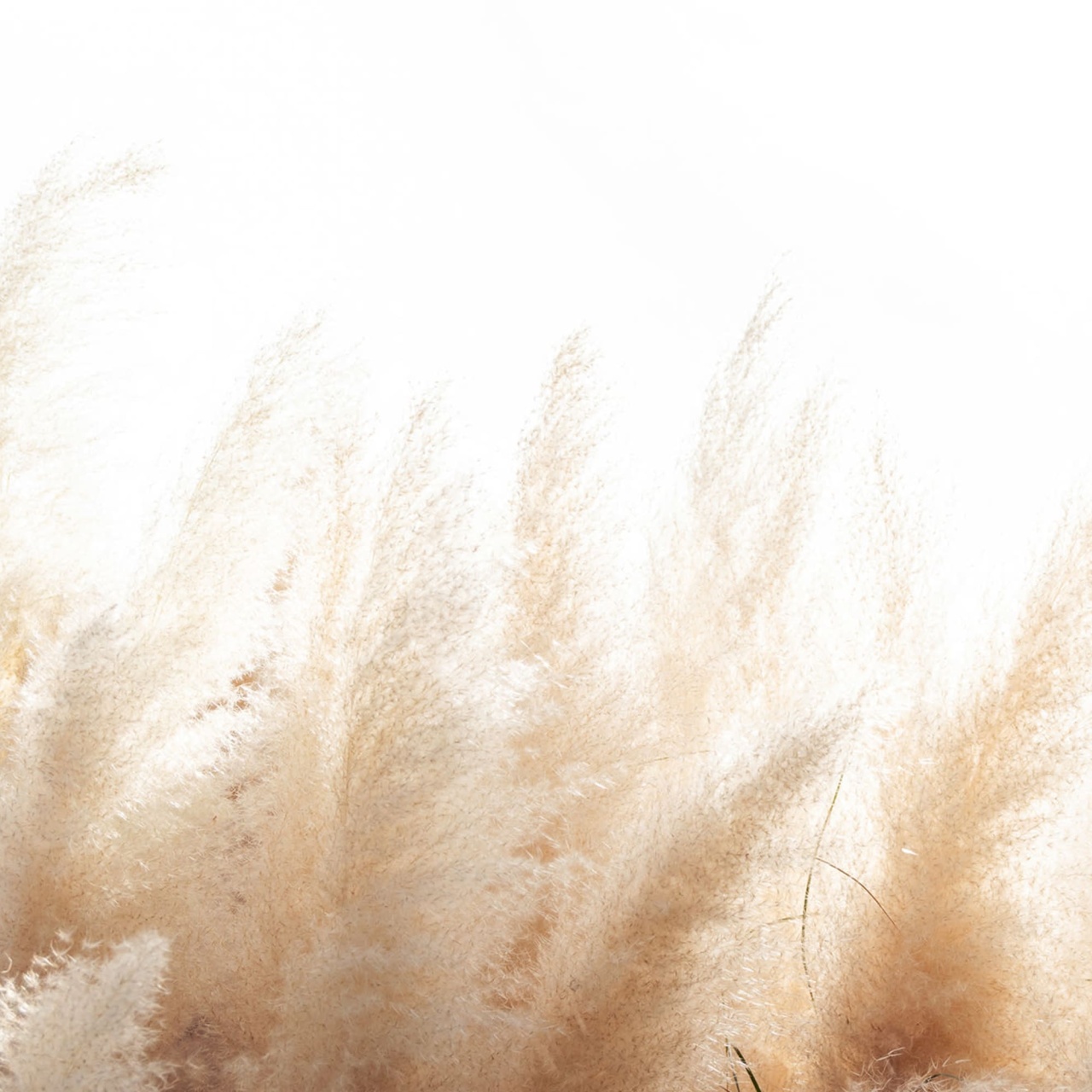 Fototapet, Soft Reed, Rebel Walls - 2