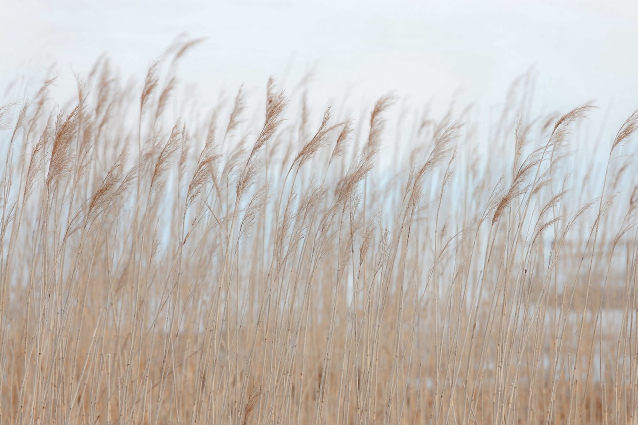 Fototapet, Swaying Reed, Rebel Walls - 2