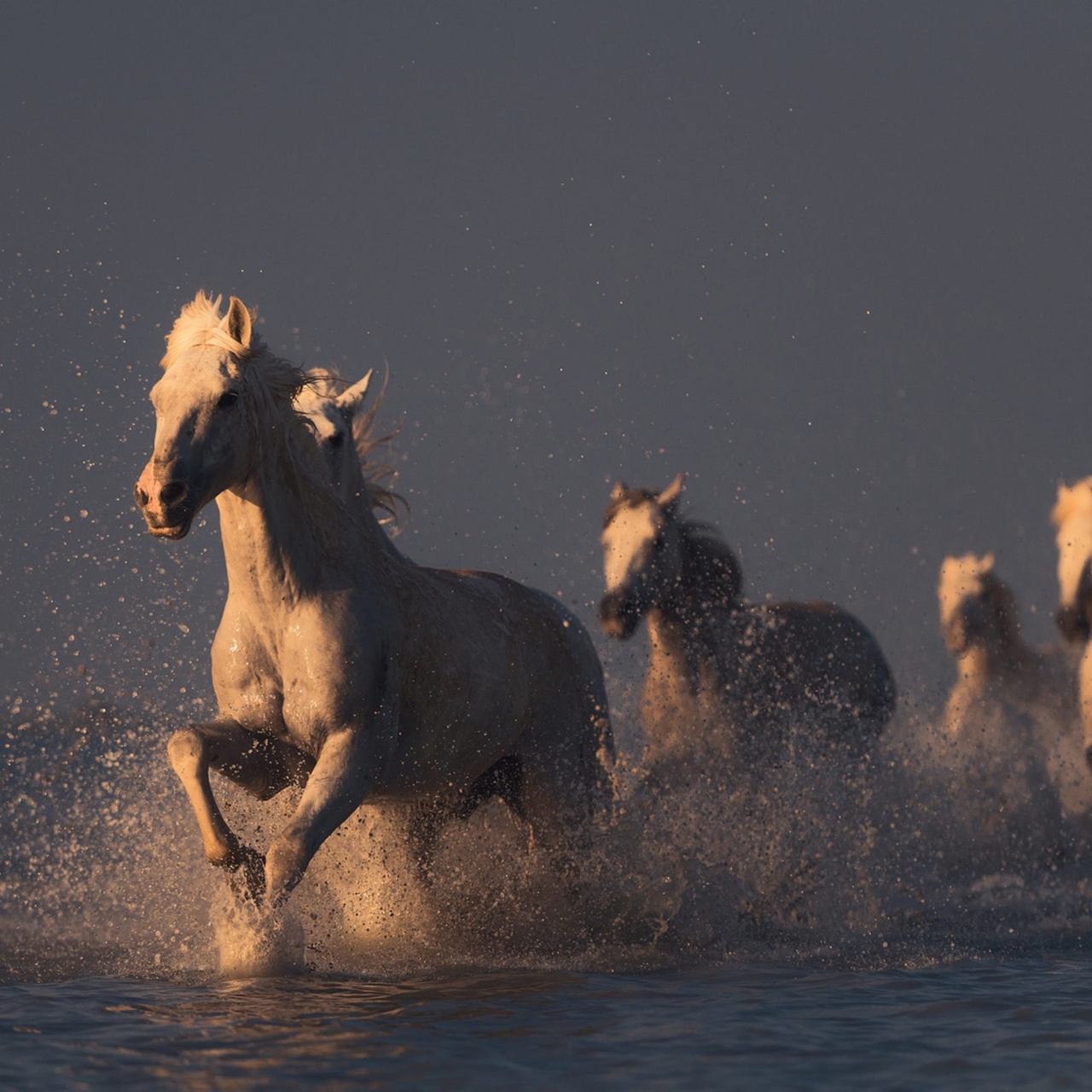 Fototapet, Wild Horses, Rebel Walls - 2