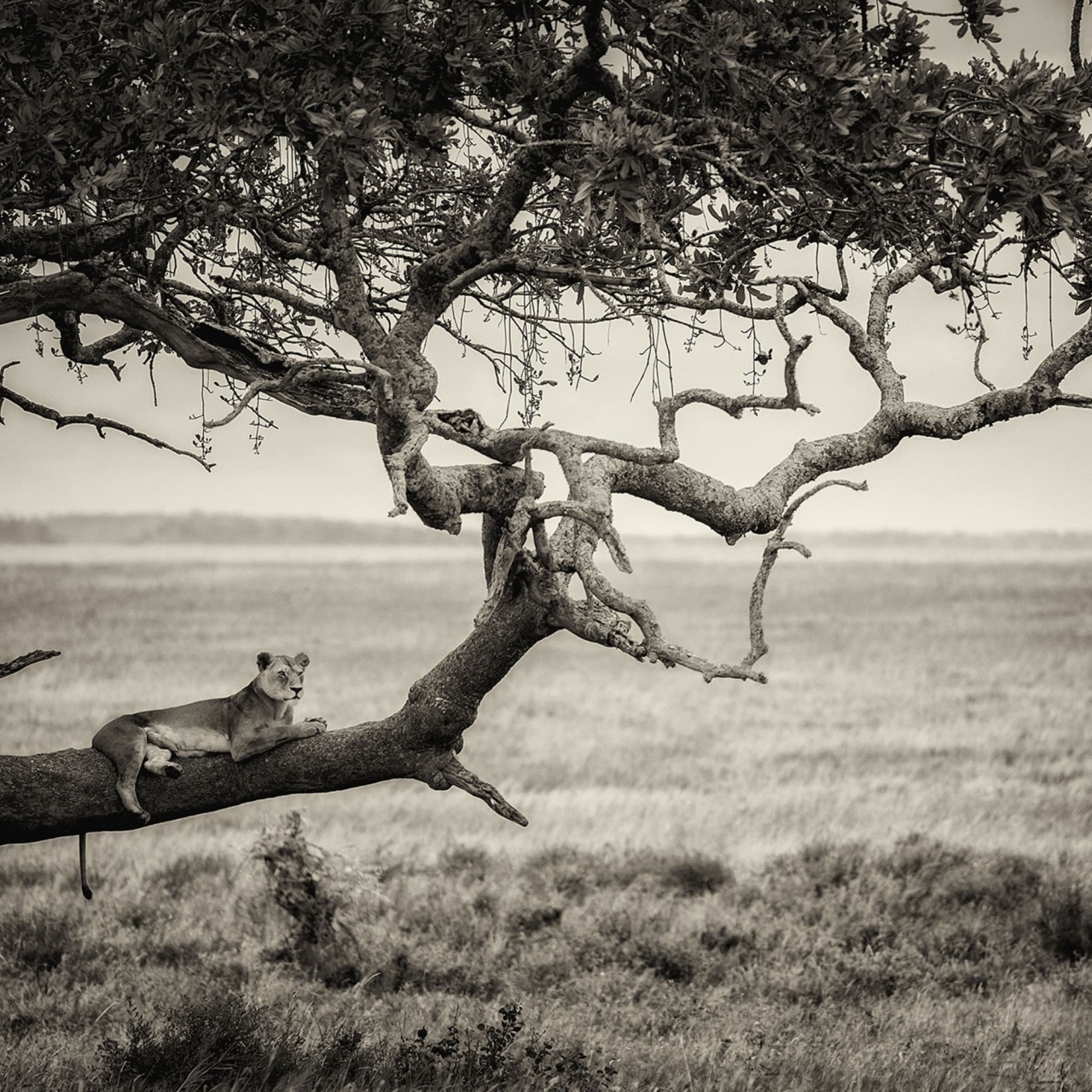Fototapet, Lazy Lion, Rebel Walls - 2