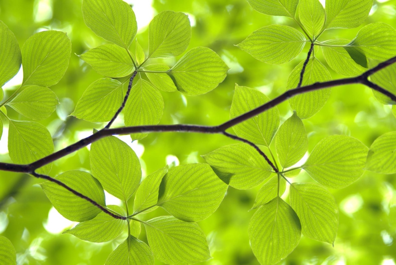 Fototapet, Leaves, Rebel Walls - 2
